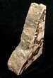 Oregon Petrified Wood Bookends - Ash #5051-3